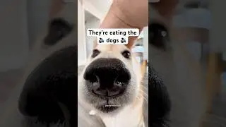 They&rsquo;re EATING the DOGS, they&rsquo;re EATING the CATS 🍽️ #cutenessoverload