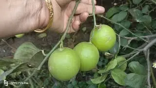 Hamare garden ke nimbu ki harvesting aachar ke liye 🌱🌱🌱⚡✨⚡ 