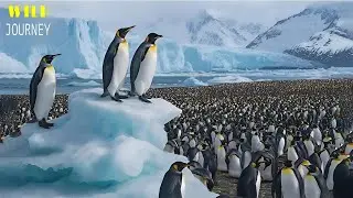 SOUTH GEORGIA! The Extraordinary Migration Journey Of Penguins In The South Atlantic | WILD JOURNEY