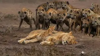 LION vs CLAN OF HYENAS &mdash; When Numbers Change Everything | Inside the Wild