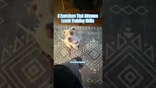 3 Exercises That Advance Leash Skills
