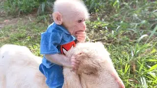 BinBin monkey loves to ride goat