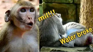 Million Sad, Monkey JANNA Crying Hard Suggested Milk From Mom Monkey JANE But Mom So B.C Now.
