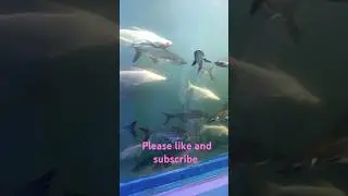 🐟Black Shark fish 🐟 underwater tunnel january 2025