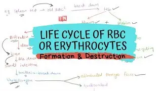Life cycle of RBC or Erythrocytes - Formation and Destruction
