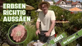 So werden leckere Erbsen richtig ausgesät! | James der Gärtner