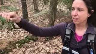 Nature in 90 Seconds   Woolly Adelgid