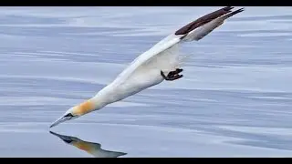 MIRACLES OF CREATION # ANIMALS # MAGNIFICENT HUNTER! &ldquo;GANNET&rdquo;