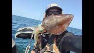 Squid and Whiting with no sounder