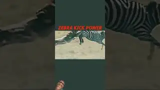 ZEBRA KICK POWER #zebra #kick #power #strength #animalsdefense #cheetah #kruger #animals #wildlife