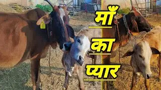 cow family vlogs chhattisgarh maa ka pyaar  #cowvlogs  #dailyvlogs  #trendingvideo  #miniaturecow