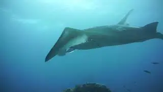 Indonesia, Raja Ampat, Blue Magic, Oceanic Manta