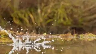 Wildlife Photography and Film, Kingfisher diving in slow motion best viewed in HD