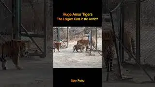 Amur Tigers - largest cat on Earth #amurtiger #siberiantiger #largest #bigcat #hugetiger #ligerpaing