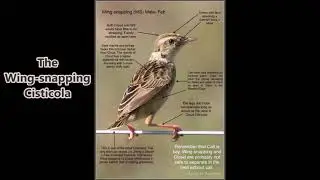 The Wing-snapping Cisticola, one of the 5 cloud scraper cisticolas of southern Africa