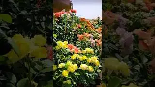 World&rsquo;s Most Beautiful Rose Ever 😍🌹 Nature&rsquo;s Perfect Creation &ndash; Rose ✨