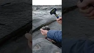 Cracking open potential fossil nodule! #fossilcollecting #shorts #fossils #rock #nodules #coast