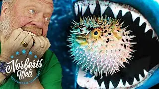 HAI stirbt wegen IGELFISCH | #IGELFISCH | NORBERTS WELT | Zoo Zajac