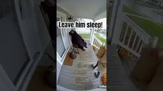 Cat Attacks Woman, Wakes Sleeping Bear on Porch! #animals #bear  #wildlife #shorts #viralvideo