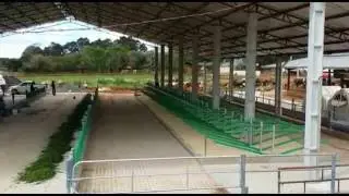 Cows enter a new flexible barn in Brazil