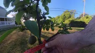Tomato Heaven 8-26-25. The Sun Gold Cherry tomatoes....RELENTLESS! #tomato #nature #garden #harvest