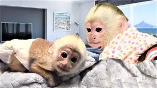 Gracie Babysits Ava | Capuchin Monkey | Baby Monkey | Pet Monkey