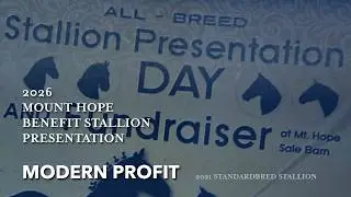 Modern Profit, жеребец породы стандартбред, 2021 г.р. | Презентация жеребца для благотворительног...