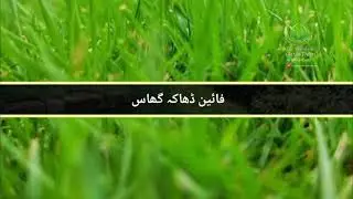 Fine Dhaka Grass care