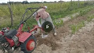 cultivando o milho com o tratorito