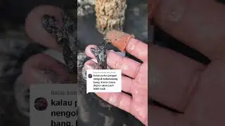 #tutorial #how #to #find #sea #worms