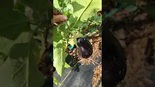 Super Productive & Tough Black Beauty Eggplant #eggplant #garden #homestead #plants #vegetablegarden
