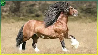 Las 12 Razas de Caballos Más Poderosas del Mundo