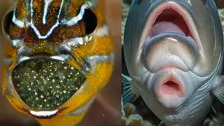 Mouth-Born Wonders:8 AMAZING Animals That Give Birth Through Their Mouth!unique animals in the world