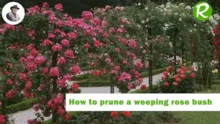 How to prune a weeping rose bush