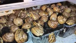 Мои улитки стали очень активные Helix Aspersa Maxima