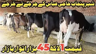 حاجی عباس سیالکوٹ 6 مناسب قیمت گائے 3 جھوٹیاں دستیاب 28 ستمبر 2025 Farming and Business Ideas