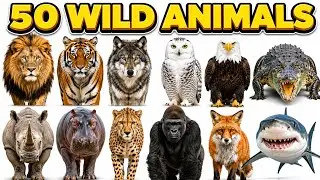 50 Wild Animals Name | Learn Wild Animals for Kids | Animal Names in English