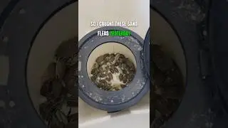 do this to keep your bait alive