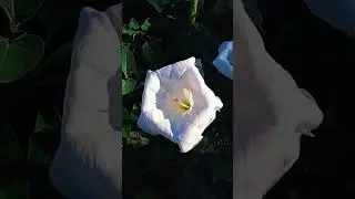 Дурман - один из любимых цветов Шивы🙏🏻