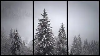 View of fir trees | Video to cast | Ambience video