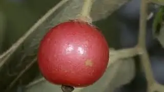 The Amazing and Unusual Strawberry Tree