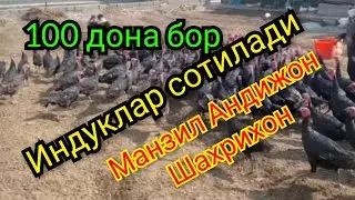 👉👉Сотилиб тугади👈👈 induk kurka gʻuli-gʻuli sotiladi sotiladi Andijon Shaxrixon 100dona bor