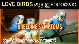Love birds/budgies breeding symptoms malayalam | love birds breeding behavior | love birds breeding