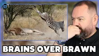 Brits react to - 12 Most Unbelievable Moments of Prey Escapes Predators REACTION