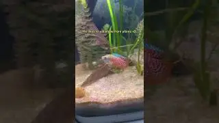 New Fish in My Aquarium 😍|| Dwarf Gourami 🐋 #shorts