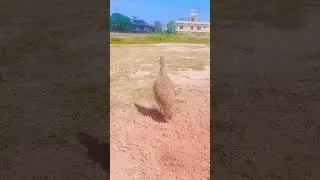 Teetar crossing | teetar birds mating | teetar breeding season|Khattak birds|Irani teeter ki boli