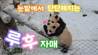 [바오패밀리 함께바오] Ep.290 오후에 야외에 나와 눈을 밟으며 시간을 보낸 루랑둥이와 후대원 | Panda Second House 