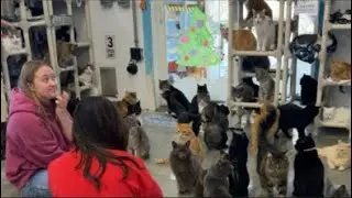 Приют для кошек Furball Farm Cat Sanctuary открыт!