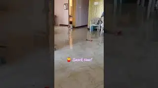 Beagle's Endless craving for food🍟