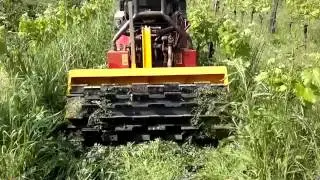 In vigna i primi di Maggio: scacchiatura e sovescio